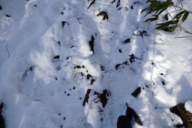 岩に雪がかぶっている